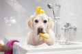 Dog in a Bathtub