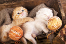 Kittens Sleeping with a Ball of Wool