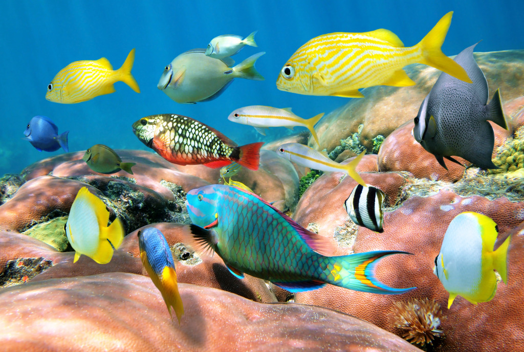 Ecole de poissons tropicaux colorés jigsaw puzzle in Sous les mers puzzles on TheJigsawPuzzles.com