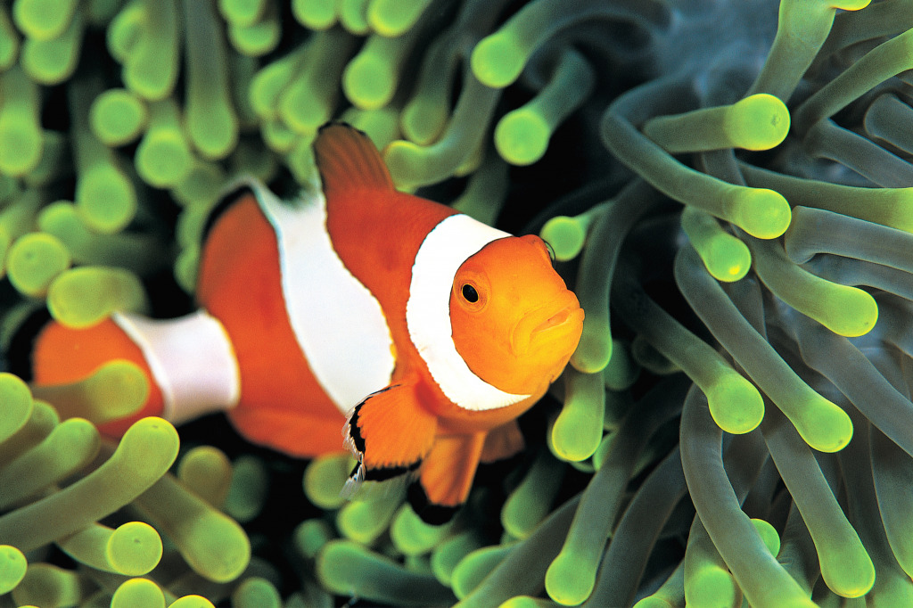 Clownfish in the Anemone jigsaw puzzle in Under the Sea puzzles on TheJigsawPuzzles.com