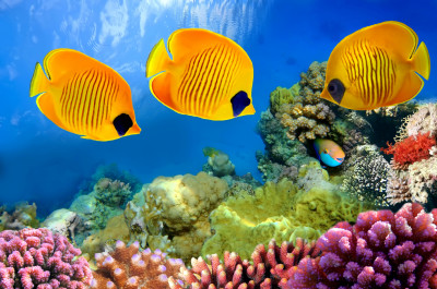 Masked Butterflyfish jigsaw puzzle in Under the Sea puzzles on ...
