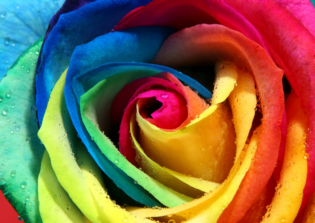 Multicolor Rose jigsaw puzzle in Macro puzzles on TheJigsawPuzzles.com