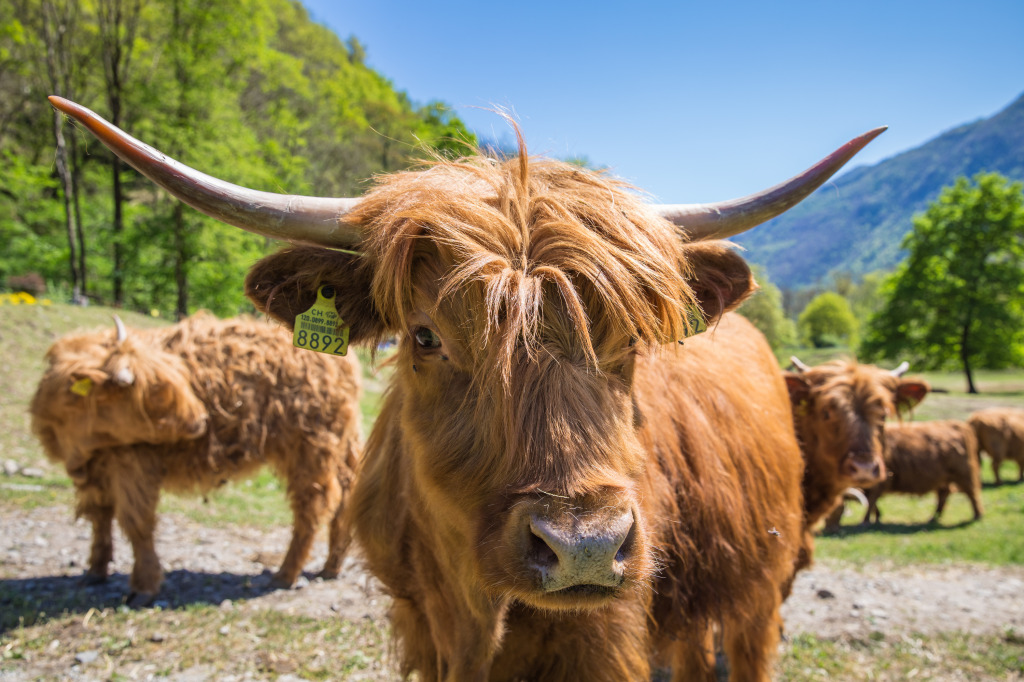 Scottish Highland Cow jigsaw puzzle in Puzzle of the Day puzzles on TheJigsawPuzzles.com