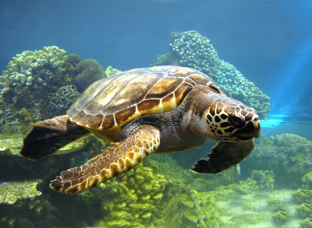 Tortue de mer jigsaw puzzle in Animaux puzzles on TheJigsawPuzzles.com