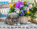 Puppy Sitting by the Flower Basket