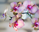 Hybrid Orchid