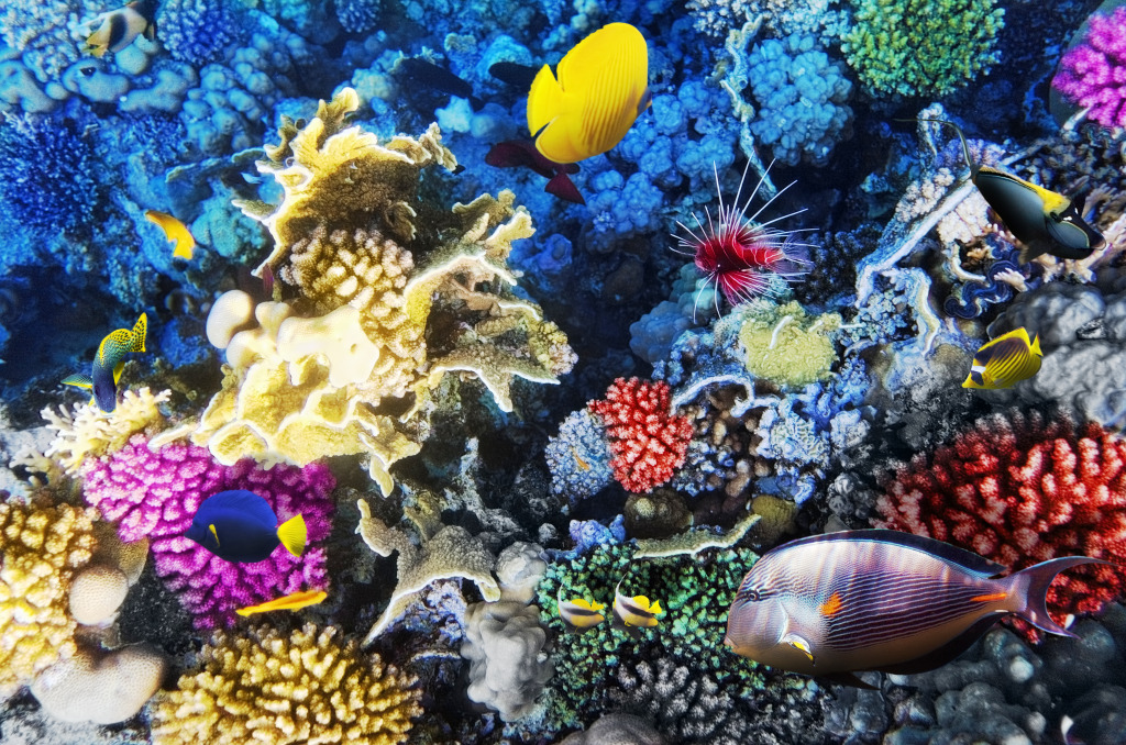 Koralle und Fische im Roten Meer jigsaw puzzle in Unter dem Meer puzzles on TheJigsawPuzzles.com