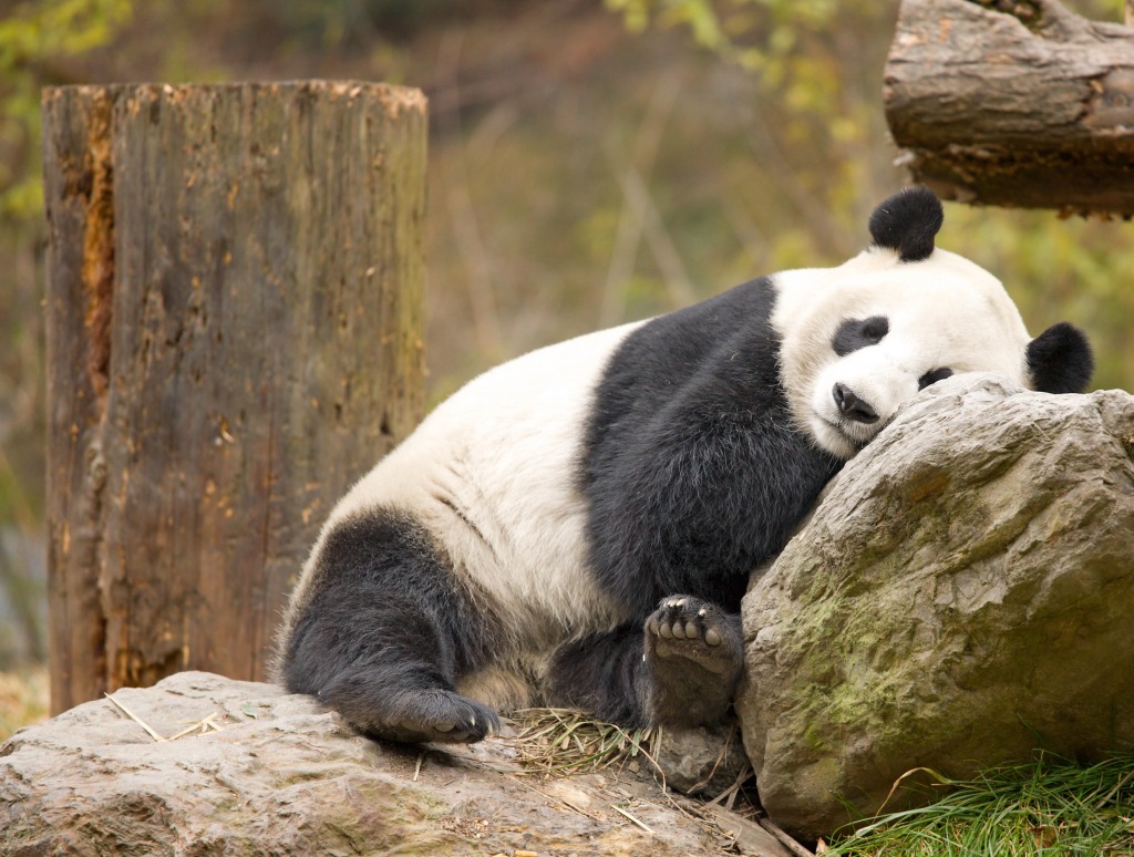 Giant Panda, Wolong, China jigsaw puzzle in Animals puzzles on TheJigsawPuzzles.com