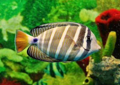 Striped Marine Fish jigsaw puzzle in Under the Sea puzzles on ...