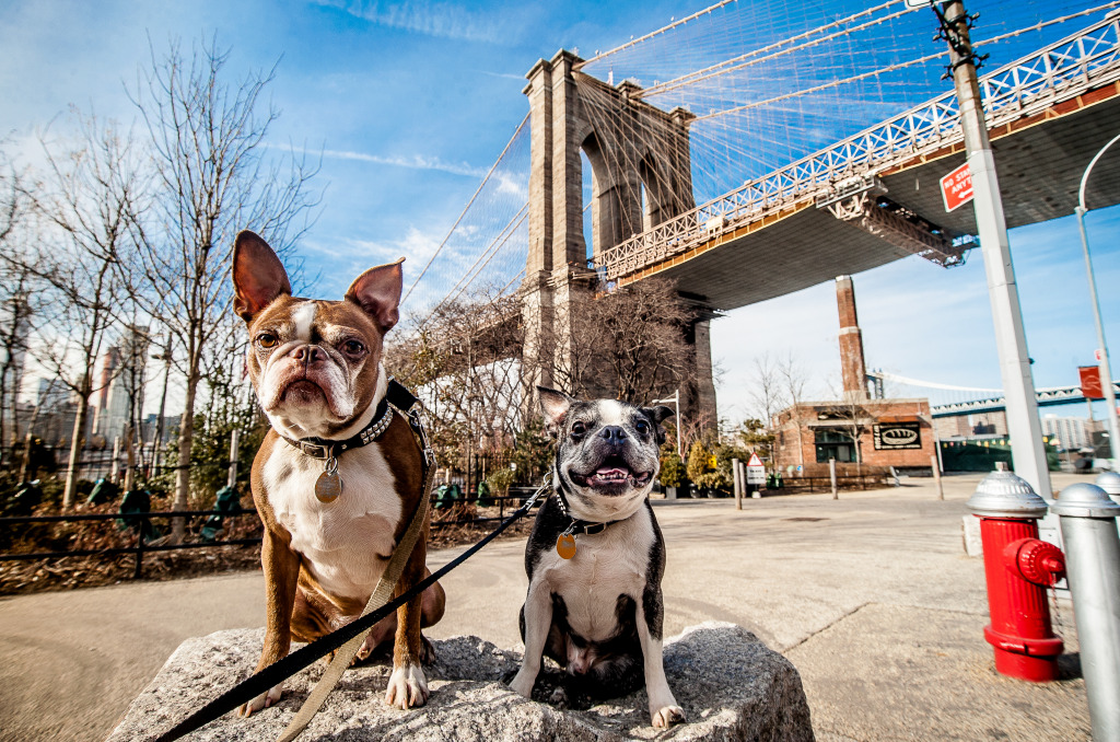 Dogs Sitting in front of the Brooklyn Bridge jigsaw puzzle in Bridges puzzles on TheJigsawPuzzles.com