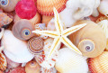 Seashells and Starfish