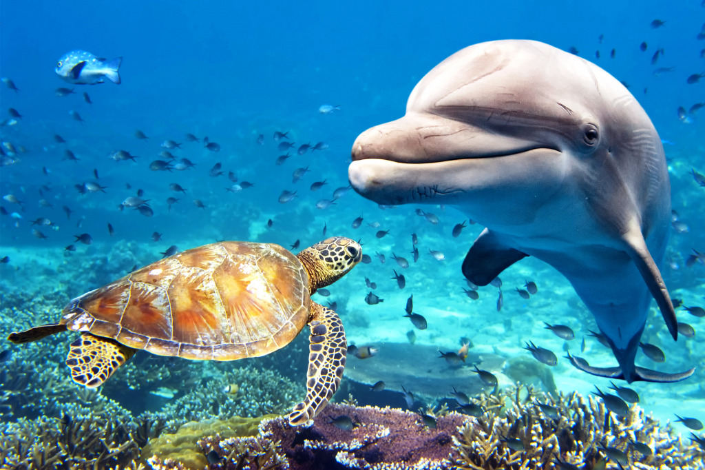 Ein Delphin und eine Schildkröte jigsaw puzzle in Unter dem Meer puzzles on TheJigsawPuzzles.com