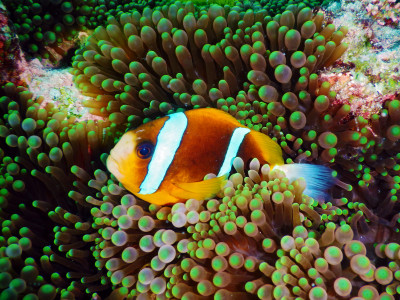 Barrier Reef Anemonefish Jigsaw Puzzle In Under The Sea Puzzles On 