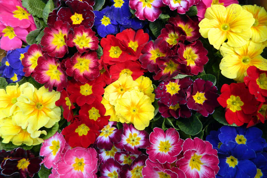 Primrose jigsaw puzzle in Flowers puzzles on TheJigsawPuzzles.com