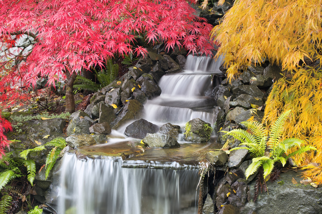 Hinterhof Wasserfall mit japanischen Ahornbäumen jigsaw puzzle in Wasserfälle puzzles on TheJigsawPuzzles.com