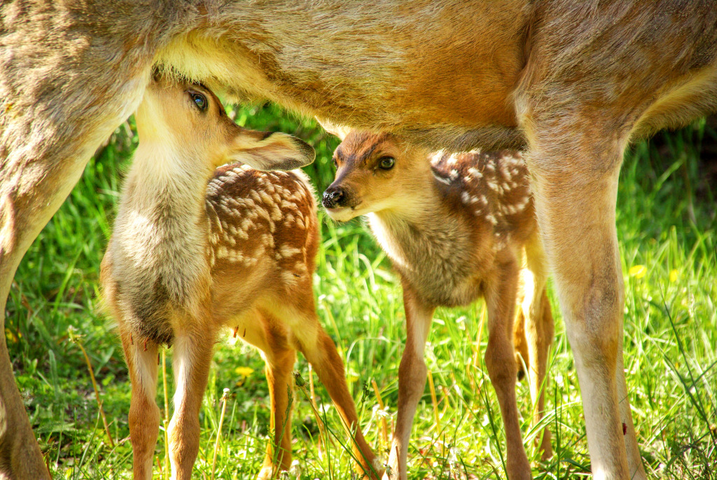 Twin Fawns jigsaw puzzle in Animals puzzles on TheJigsawPuzzles.com