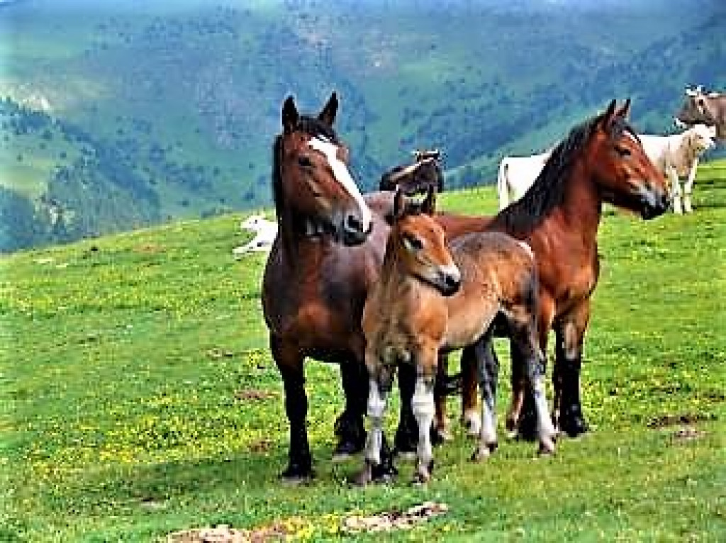 z Pyrenees-horses jigsaw puzzle in Naomi Knapp puzzles on TheJigsawPuzzles.com