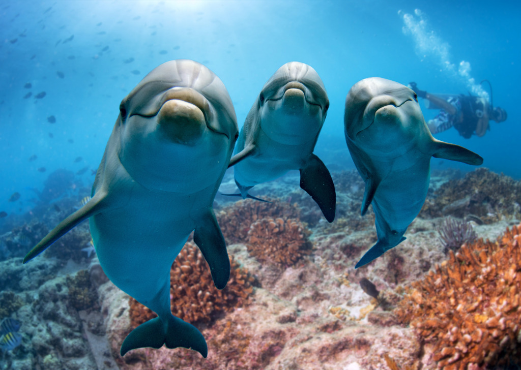 Dolphins jigsaw puzzle in Under the Sea puzzles on TheJigsawPuzzles.com