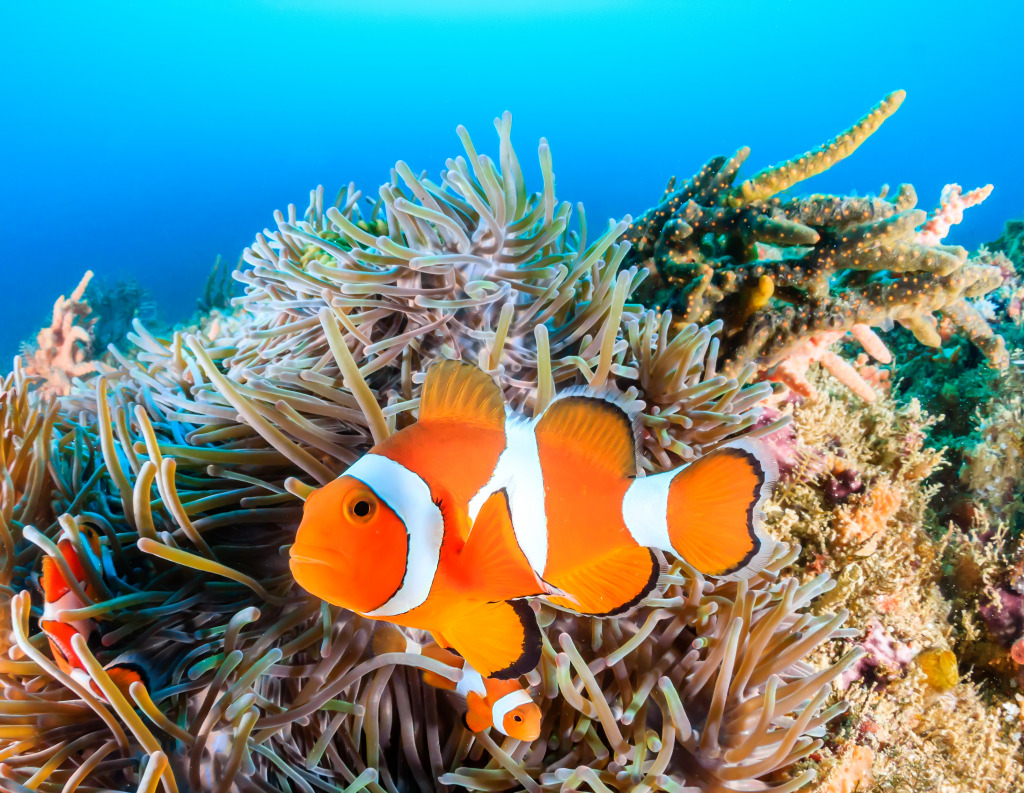Farbiger Clownfish jigsaw puzzle in Unter dem Meer puzzles on TheJigsawPuzzles.com