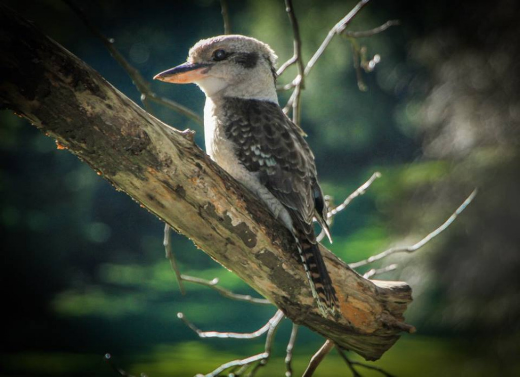 Kookaburra jigsaw puzzle in rosie mathers puzzles on TheJigsawPuzzles.com