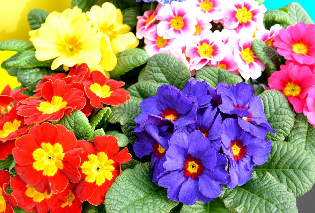 Spring Primroses jigsaw puzzle in Flowers puzzles on TheJigsawPuzzles.com