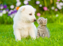Swiss Shepherd Puppy and a Kitten
