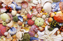 Norwegian Coast Seashells