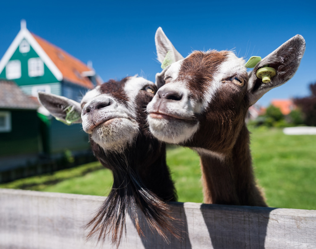 Cabras Felizes jigsaw puzzle in Zoom puzzles on TheJigsawPuzzles.com