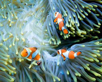 Three Clownfish jigsaw puzzle in Under the Sea puzzles on ...