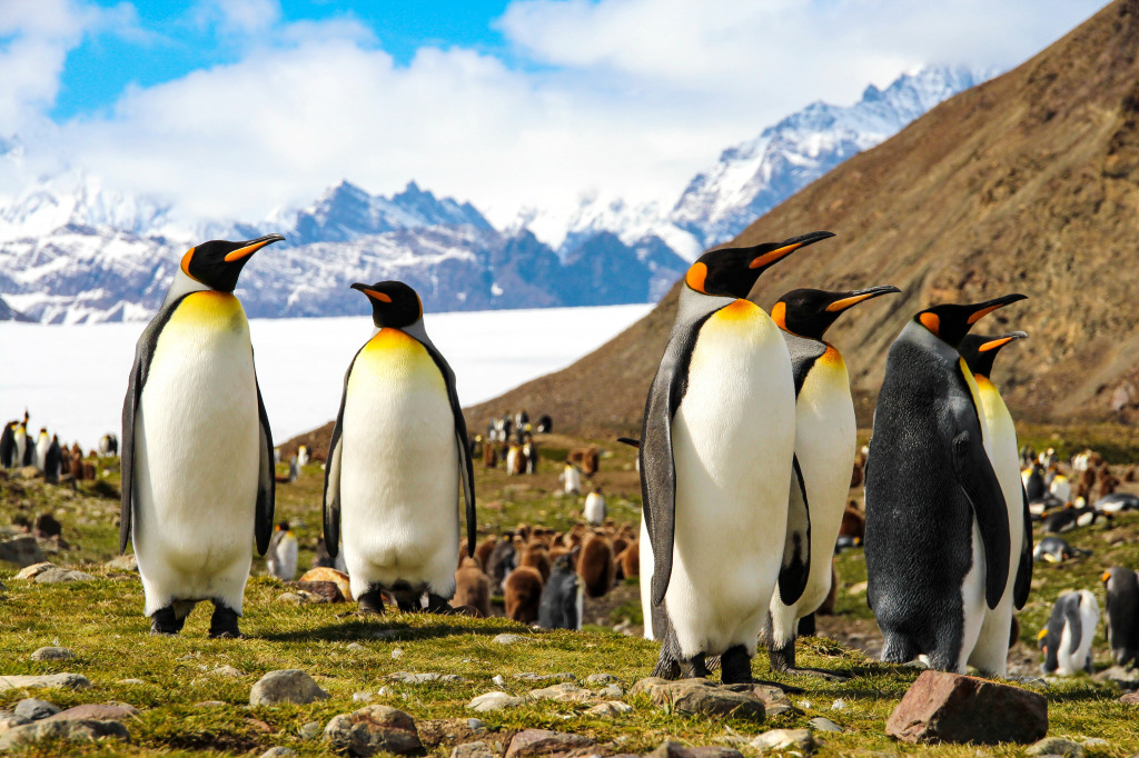 King Penguins, South Georgia Island, Antarctica jigsaw puzzle in Animals puzzles on TheJigsawPuzzles.com