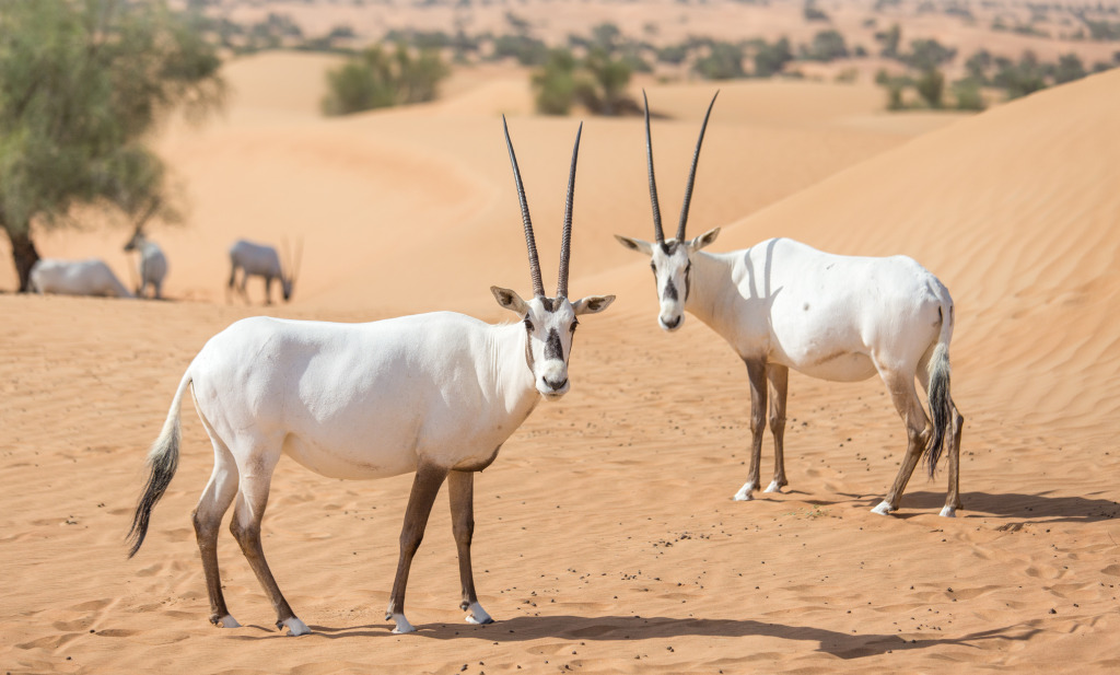Arabian Oryxes jigsaw puzzle in Animals puzzles on TheJigsawPuzzles.com