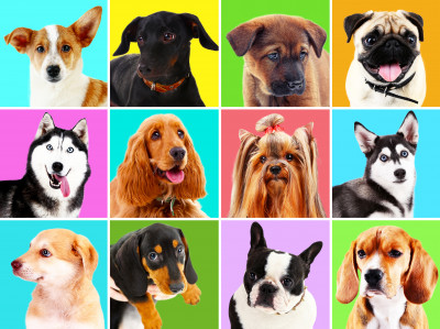 Dog Portraits jigsaw puzzle in Puzzle of the Day puzzles on ...