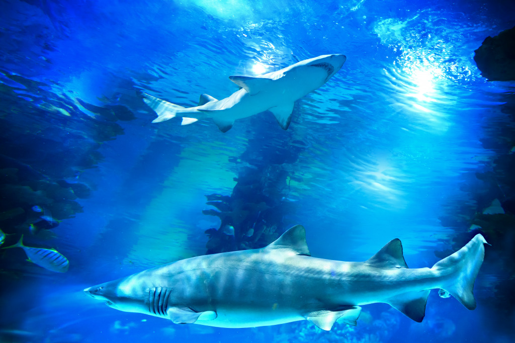 Requins jigsaw puzzle in Sous les mers puzzles on TheJigsawPuzzles.com