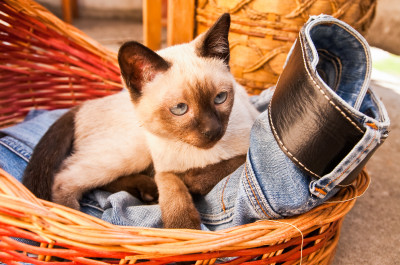 siamese cat jigsaw puzzle