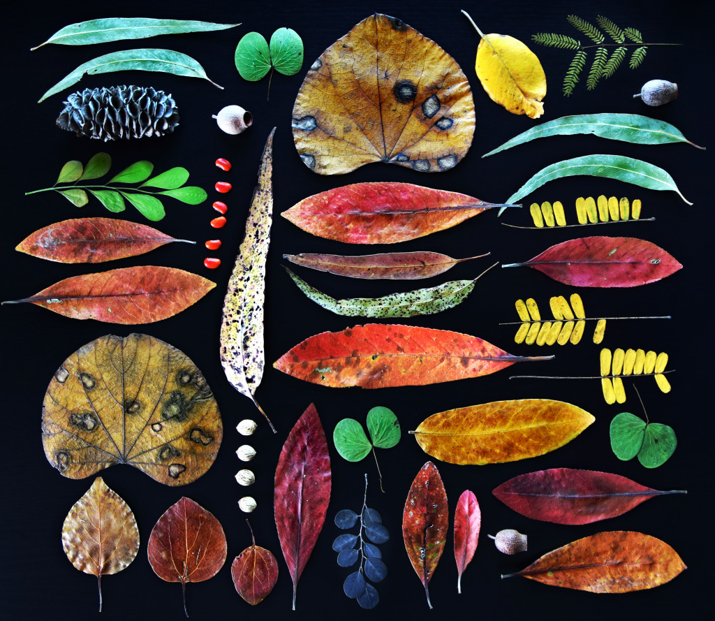 Collection de feuilles d'automne jigsaw puzzle in Macrophotographie puzzles on TheJigsawPuzzles.com