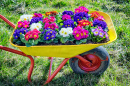 Flower Cart