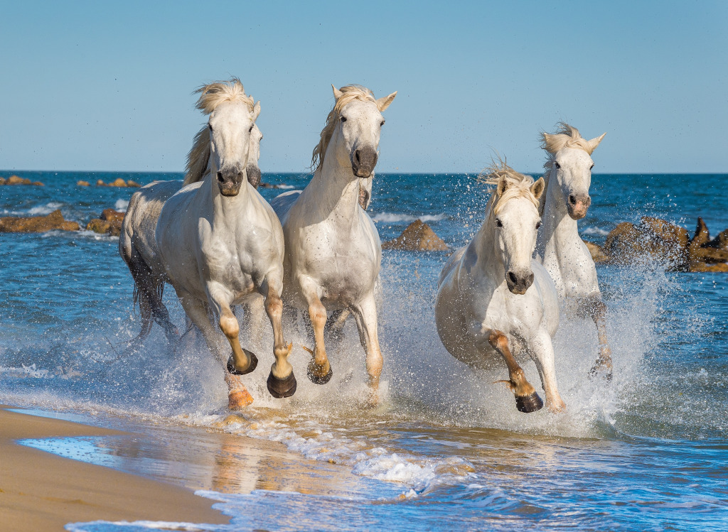 Herde weißer Camargue Pferden jigsaw puzzle in Tiere puzzles on TheJigsawPuzzles.com