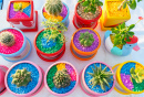 Cactuses in Colorful Pots