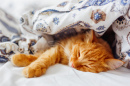 Cat Lying Under a Blanket
