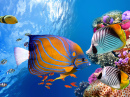 Underwater World With Corals and Tropical Fish