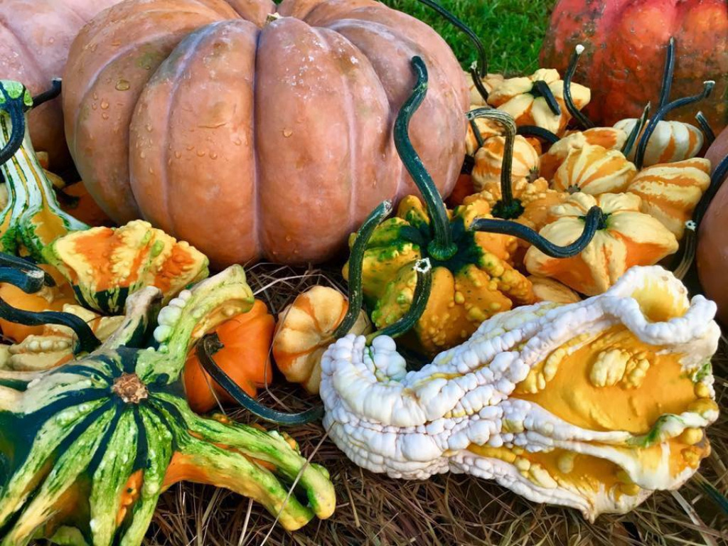 Pumpkins and Gourds jigsaw puzzle in Naomi Knapp puzzles on TheJigsawPuzzles.com