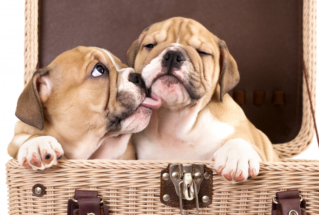 English Bulldog Puppies jigsaw puzzle in Puzzle of the Day puzzles on TheJigsawPuzzles.com