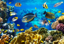 Tropical Fish On A Coral Reef