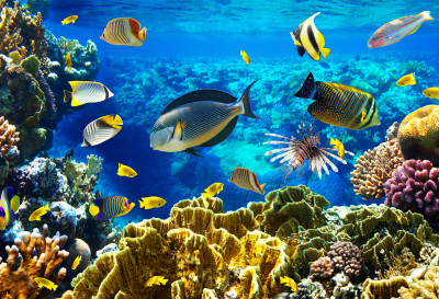 Tropical Fish On A Coral Reef jigsaw puzzle in Under the Sea puzzles on ...