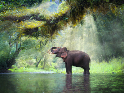 Wild Elephant, Kanchanaburi, Thailand Jigsaw Puzzle In Animals Puzzles 