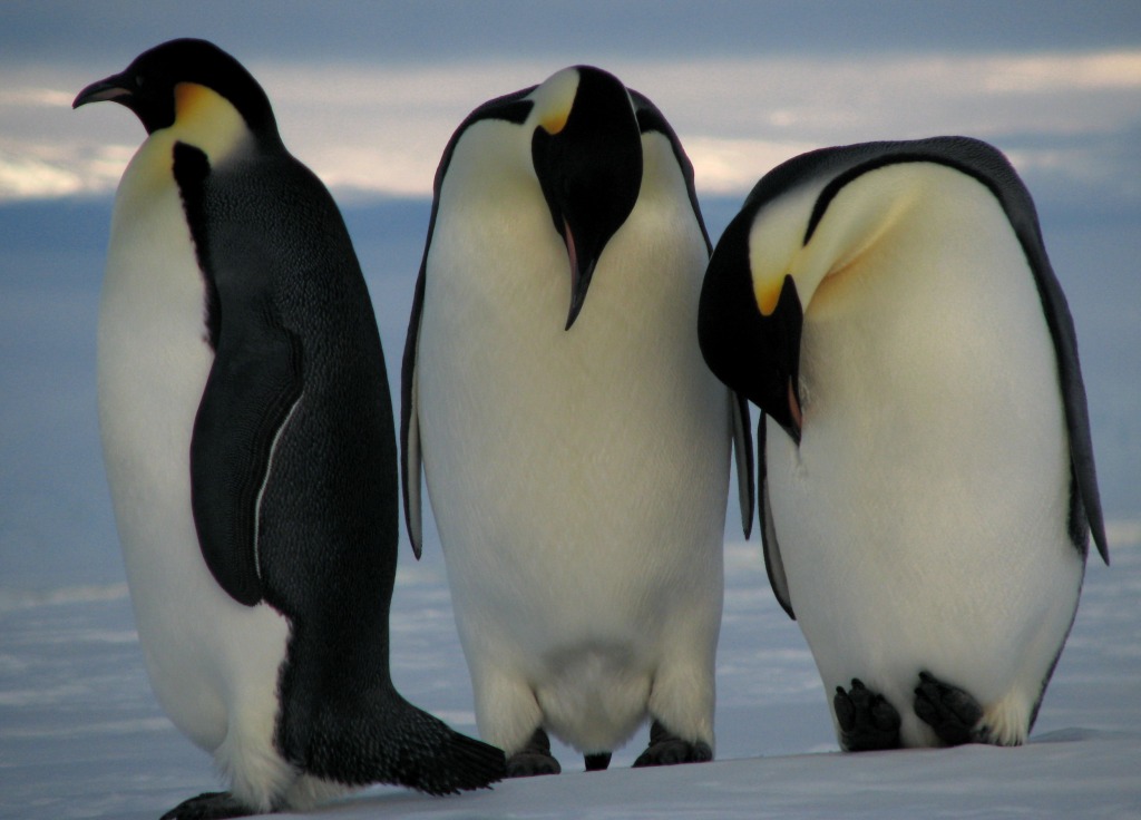 Emperor Penguins jigsaw puzzle in Animals puzzles on TheJigsawPuzzles.com