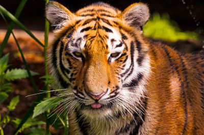 Portrait of a Tiger jigsaw puzzle in Puzzle of the Day puzzles on ...