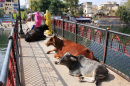 Cows Lying on an Indian Bridge