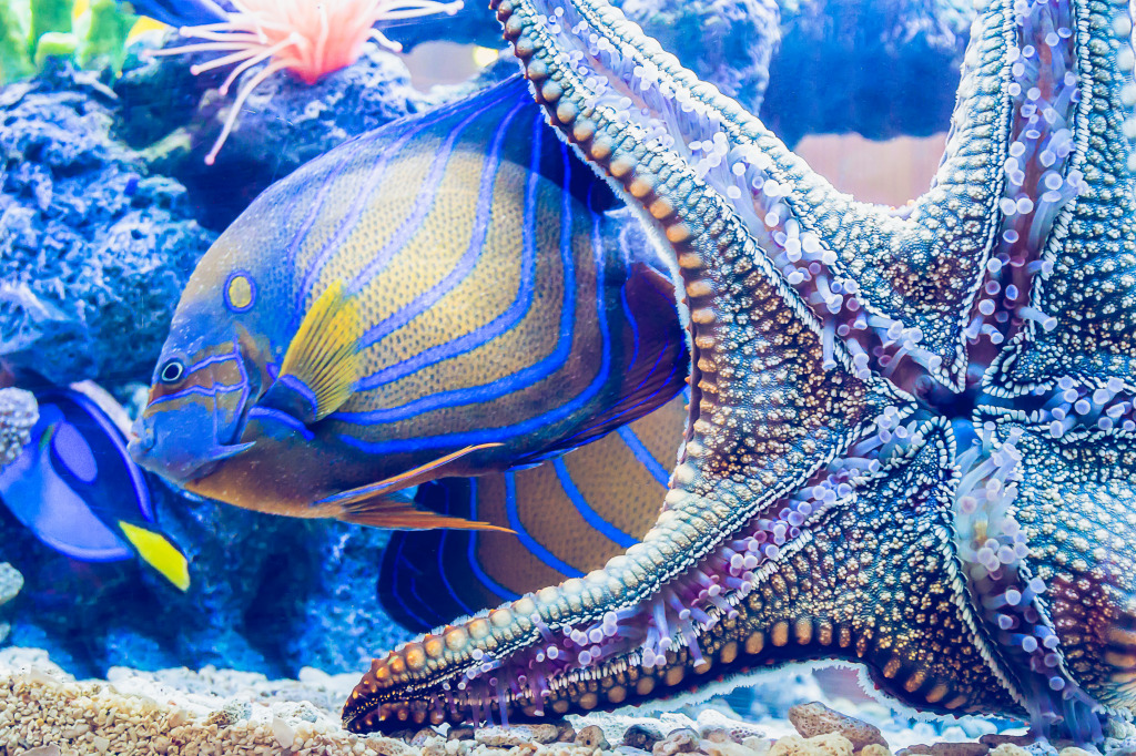 Starfish and King Angel Fish jigsaw puzzle in Sous les mers puzzles on TheJigsawPuzzles.com