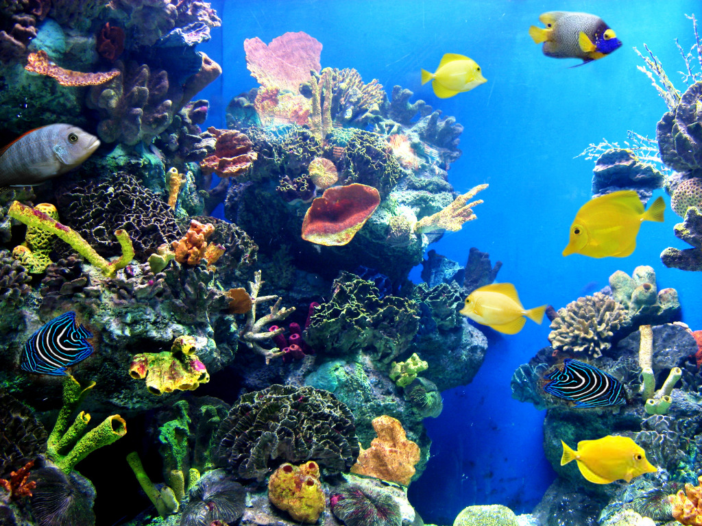 Colorful Tropical Fish jigsaw puzzle in Under the Sea puzzles on TheJigsawPuzzles.com